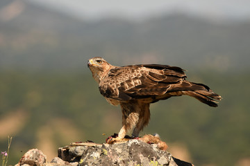 A Bonelli's Eagle catches its territory with prey