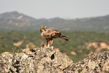 A Bonelli's Eagle catches its territory with prey