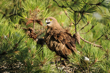 Aguila culebrera en el nido con pollo