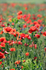 beautiful red poppies flower meadow countryside landscape spring season