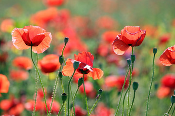 poppies flowers spring season countryside