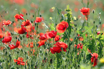 Fototapeta na wymiar red poppies flower countryside landscape spring season