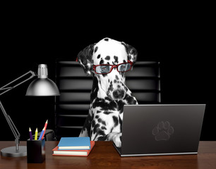 Dalmatian dog in glasses is doing some work on the computer. Isolated on black