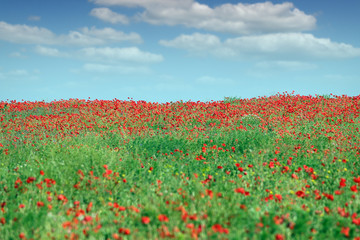 red poppies flower field countryside landscape