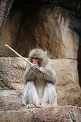 動物園の日本猿