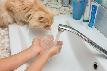 Domestic cat trying to drink water from the palms in the sink