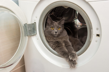 The domestic cat sits in the washing machine
