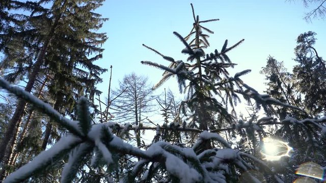 Winter theme photo of sunny snowy landscape. Snow covered fir trees in forest. Selective focus.