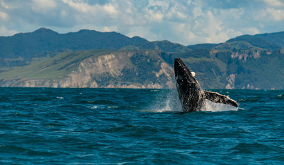 A Humpback Whale Joyfully Breaches in New Zealand with Mountains in Background
