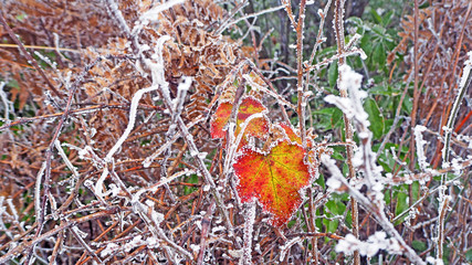 Frost on fresh green leaves in winter