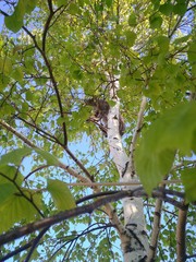 cat on tree