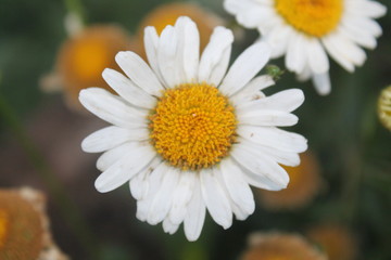 Obraz premium flower