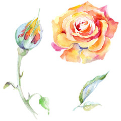 Fototapeta na wymiar Orange rose. Floral botanical flower. Isolated rose illustration element.