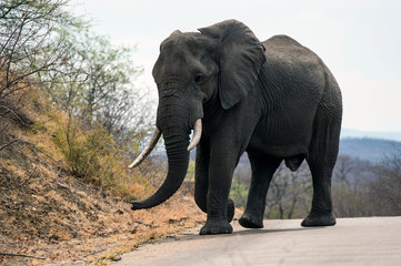 Fototapeta na wymiar Large male elephant (Loxodonta africana) with ivory tusks in tack, walking on tar road in Kruger National Park, South Africa