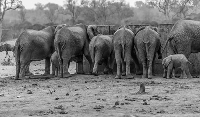 Herd of Elephants (Loxodonta africana) gathered around waterhole Kruger National Park. all with back to camera. South Africa