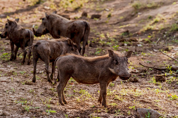 Naklejka na ściany i meble Group of Warthogs ( Phacochoerus africanus ) in evening sun, Kruger National Park, South Africa
