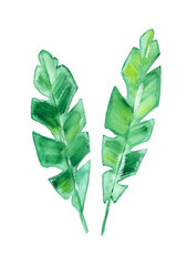 Simple watercolor banana leaves