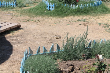 gopher