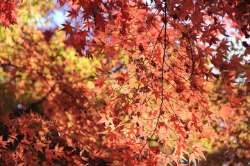 秋の風景/紅葉(宮城県)