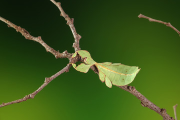 Leaf insect (Phyllium westwoodii),  Green leaf insect or Walking leaves are camouflaged to take on...