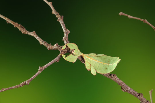 Leaf insect (Phyllium westwoodii),  Green leaf insect or Walking leaves are camouflaged to take on the appearance of leaves in spring season, rare and protected. Selective focus, blurred background.