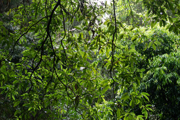 Tree branches and leaves hanging down 