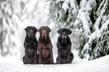 Black & Chocolate Labradors in Winter
