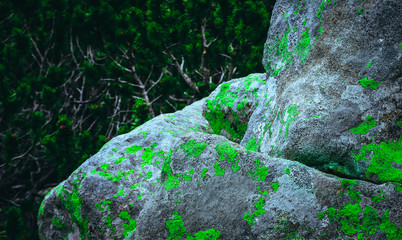 Colorful green moss on a big rocks, natural background. Old gray stones with lichen on pine forest background.