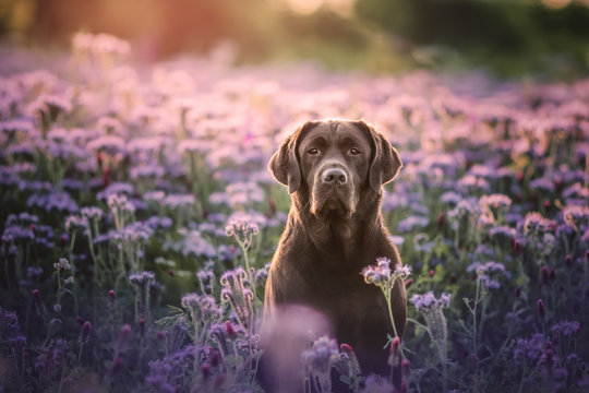 Chocolate Labrador
