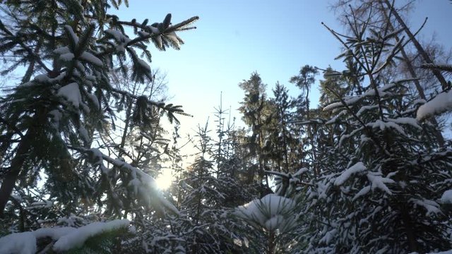 Winter theme photo of sunny snowy landscape. Snow covered fir trees in forest. Selective focus.