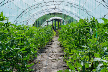 Bushes of tomatoes in rows in a greenhouse. Growing in a greenhouse in spring.