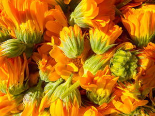 Beautiful photo with   flowers calendula.Selective focus.