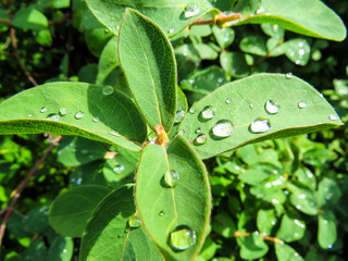 Beautiful photo with drops water on green leafes. Lilac. Summer garden.Natural background.