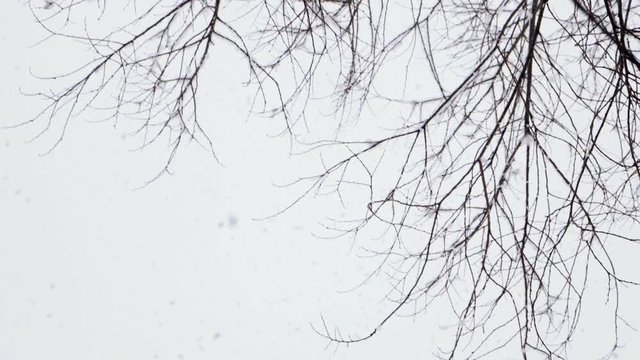 Winter landscape. Close-up shot of snow falling on leafless tree branches against cloudy sky. Slow motion. HD