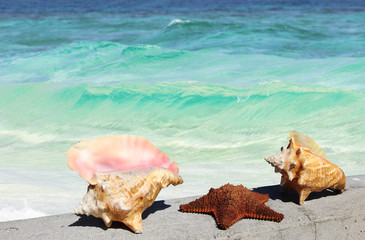 Obraz na płótnie Canvas starfish and seashells