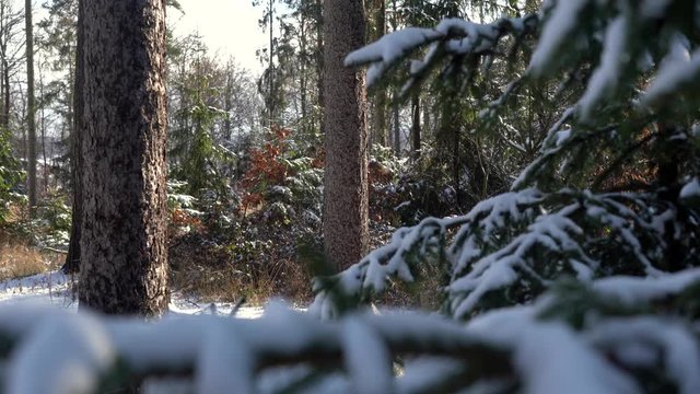 Winter theme photo of sunny snowy landscape. Snow covered fir trees in forest. Selective focus.