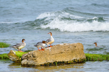 Gänsesäger an der Ostsee