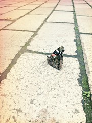Butterfly on the ground. Red butterfly Admiral (Vanessa atalanta) on the gray tile
