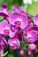 Pink orchid phalaenopsis against tropical greens