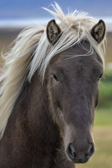 Head portrait of vindottir colored Icelandic horse