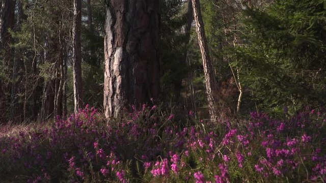 Bl&uuml;hende Erika-Pflanzen (Heidekraut) im Wald