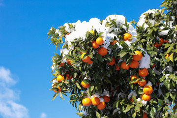 Tangerines on the tree branches covered with snow Athens, Greece, January 8th 2019.