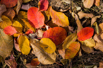 Field of leaves. Autumn carpet. Trees threw off foliage. Rhus cotinus, the European smoketree. Cotinus coggygria. Smoke bush, Venice sumach.