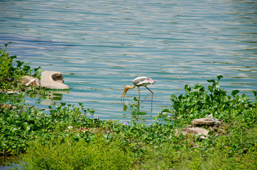 The big bird a heron on the lake in Sri Lanka Asia
