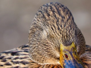 Closeup of Mallard 
