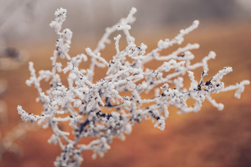 frozen branches 