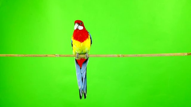 Rosella parrot on a stick on a green screen.