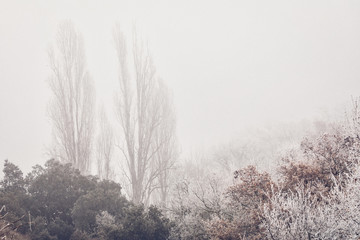 foggy nature landscape