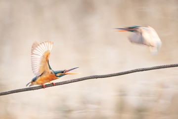 Kingfisher intimidates another bird on a rope over a pond in winter.