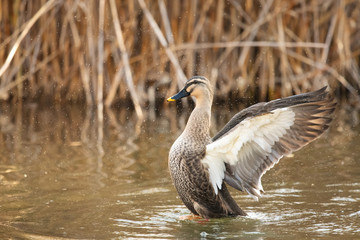 Spot billed duck flaps its wings on a pond.